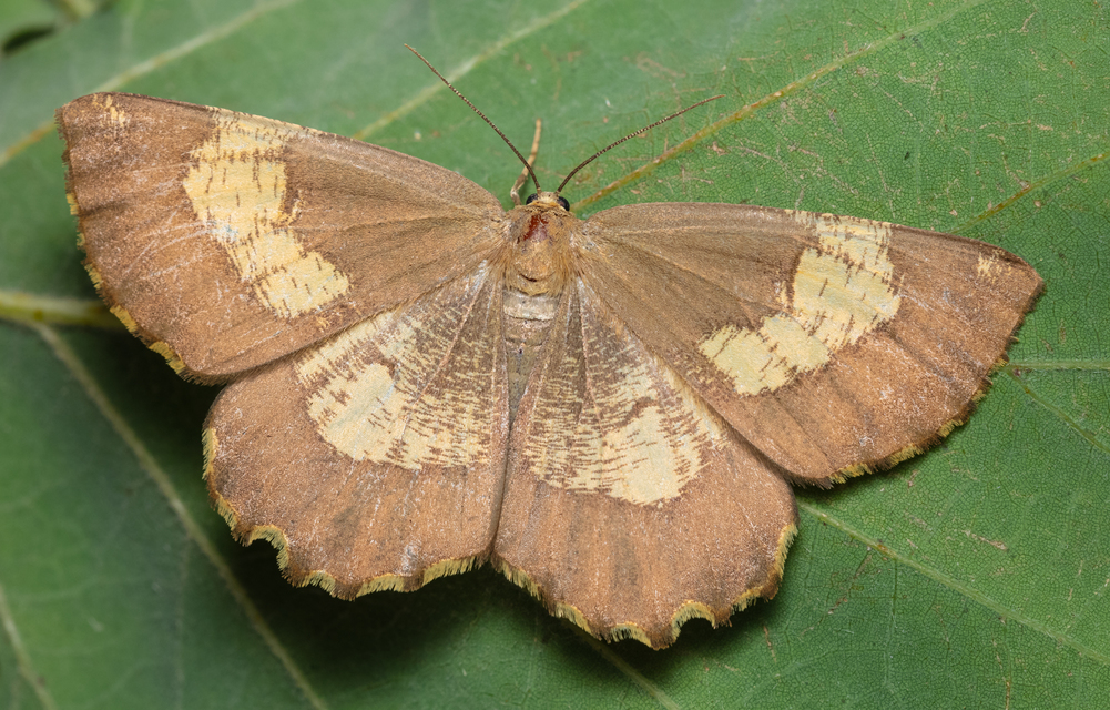 Angerona prunaria - sárga kökényaraszoló