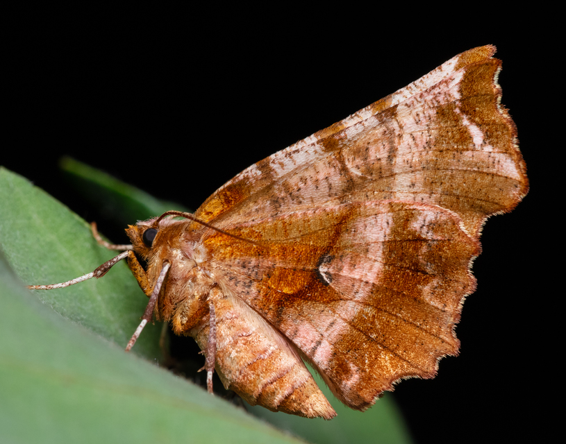 Selenia dentaria - kétfoltos holdasaraszoló