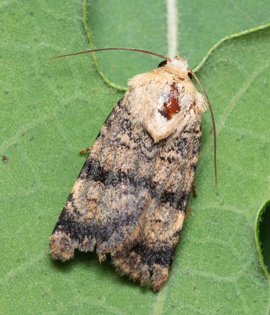 Chersotis fimbriola - csillogó földibagoly