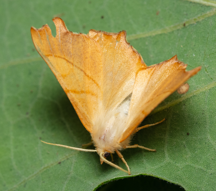 Ennomos fuscantaria - kőris-levélaraszoló