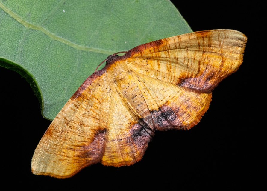 Plagodis dolabraria - baltaszárnyú araszoló