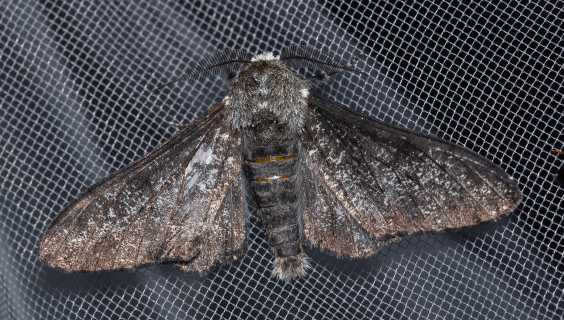 Biston betularia - szürkepettyes araszoló