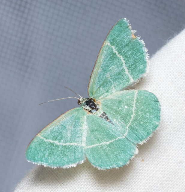 Chlorissa cloraria - sárgászöld araszoló