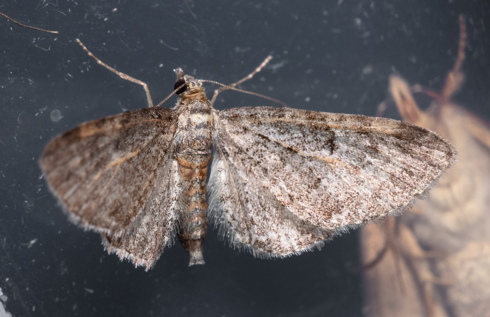 Eupithecia orphnata - kockásrojtú törpearaszoló