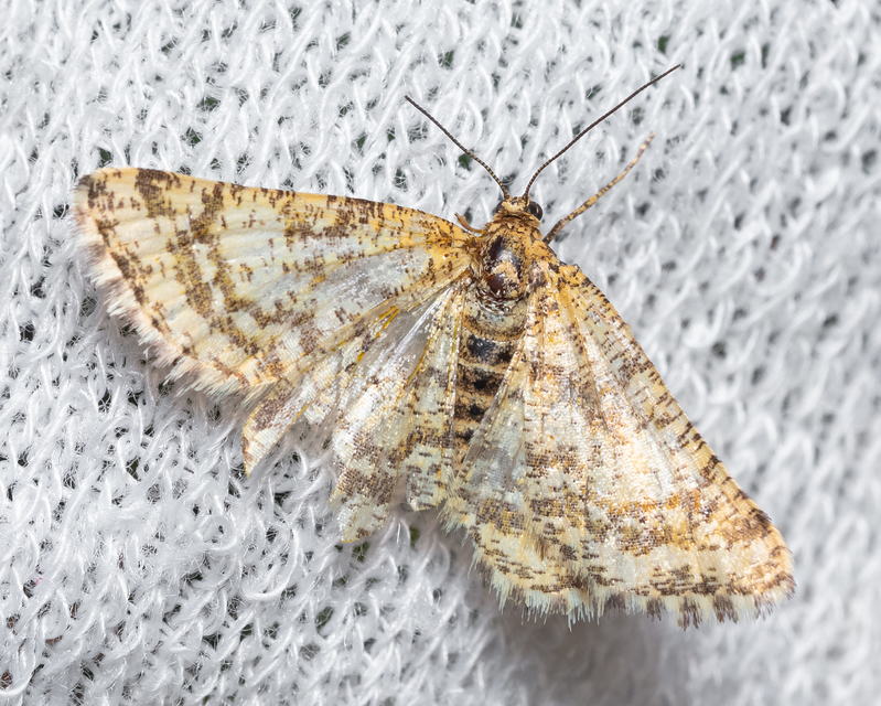 Heliomata glarearia - bőrszínű araszoló