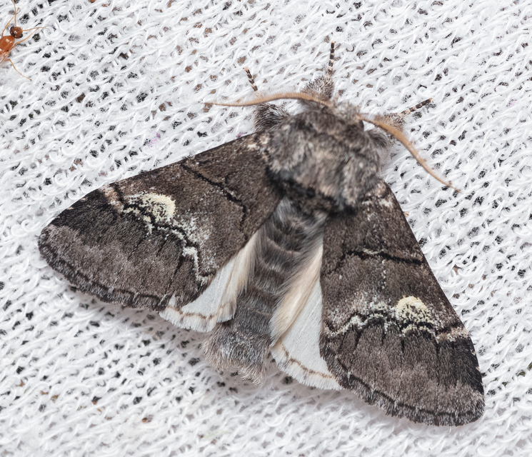 Drymonia querna - tölgyfa-púposszövő