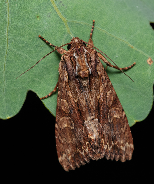 Apamea monoglypha - nagy dudvabagoly
