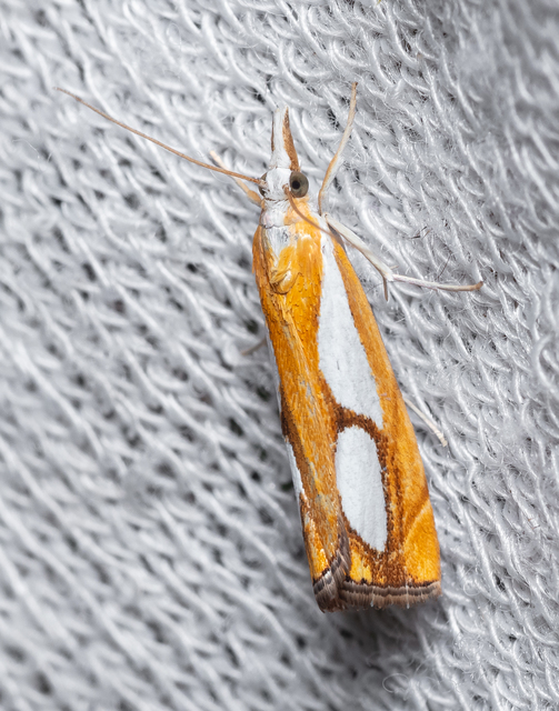 Catoptria pinella - ezüstös fűgyökérmoly