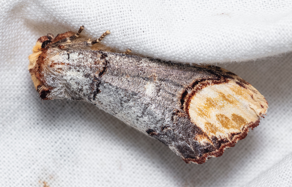 Phalera bucephala - sárgafoltos púposszövő