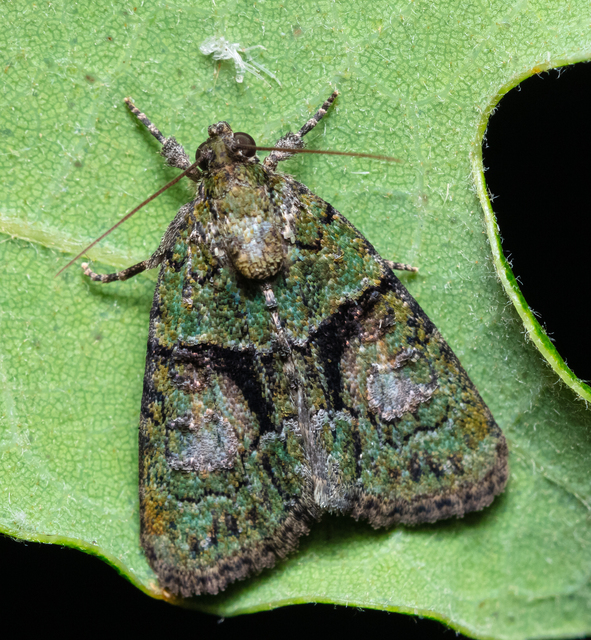 Cryphia algae - sárgászöld zuzmóbagoly