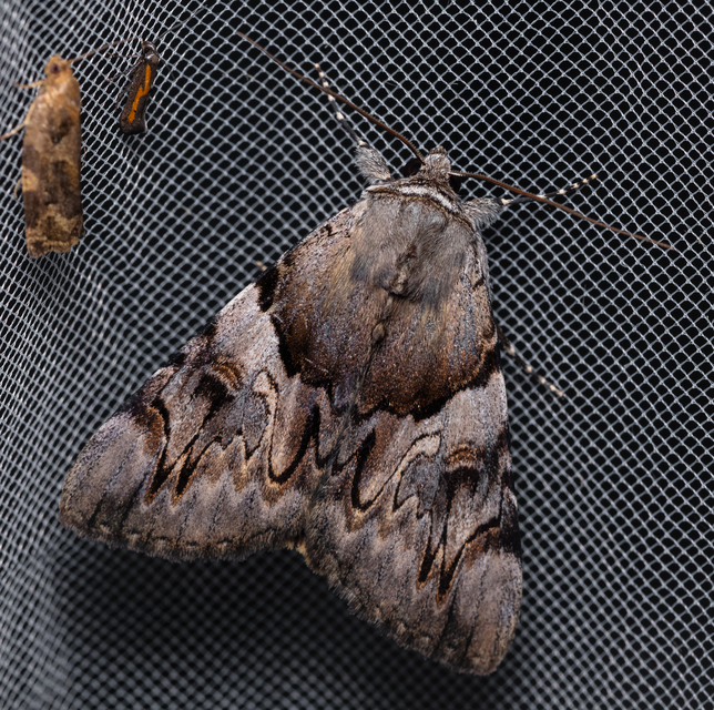 Catocala fulminea - galagonya-övesbagoly