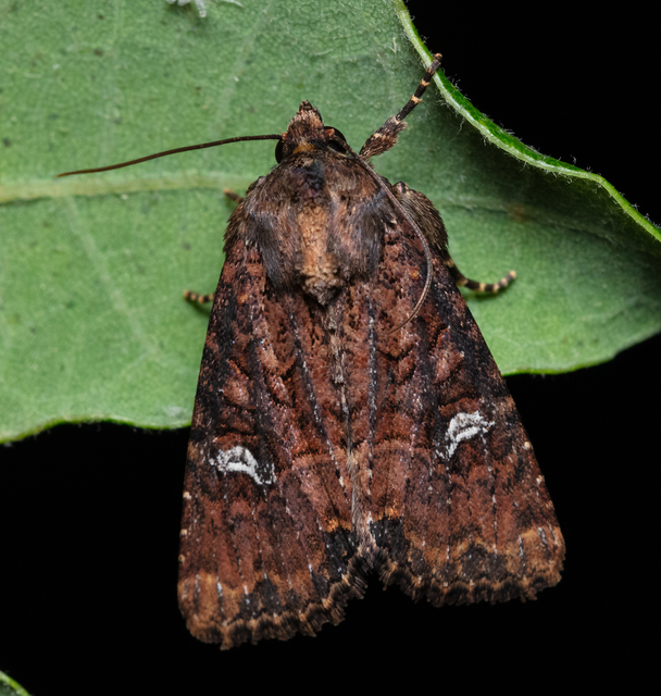 Mesapamea secalella/secalis