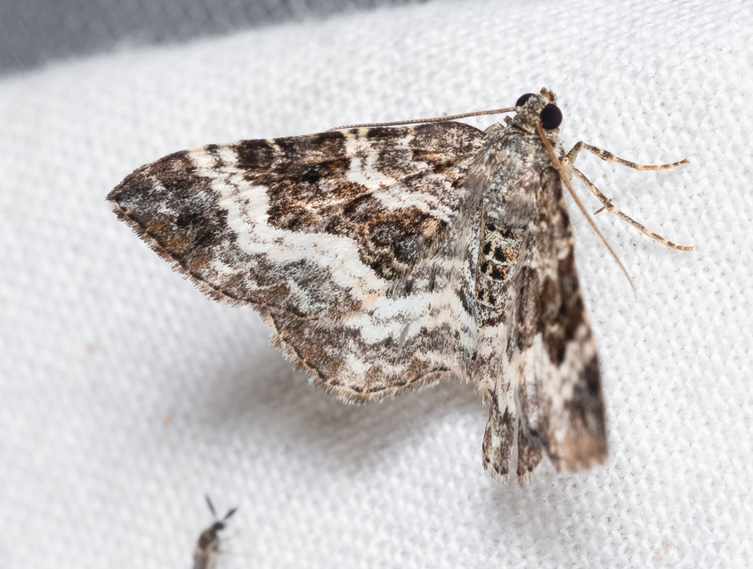 Epirrhoe alternata - galaj-tarkaaraszoló