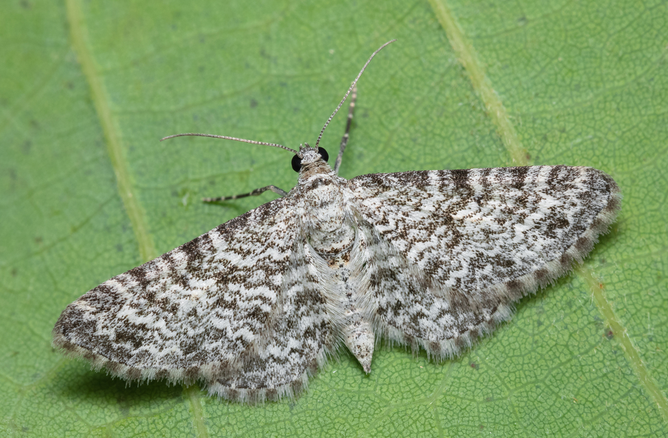 Eupithecia graphata - hangyabogáncs-törpearaszoló