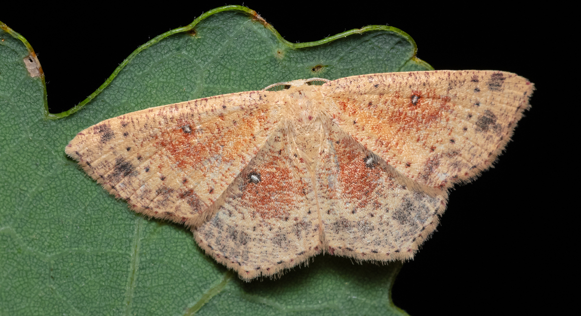 Cyclophora porata - körös pettyesaraszoló