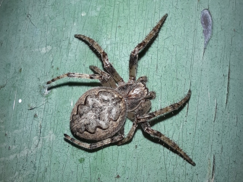 Larinioides ixobolus - ereszalji keresztespók