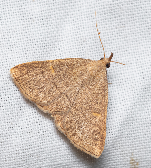 Paracolax tristalis - sárgás karcsúbagoly