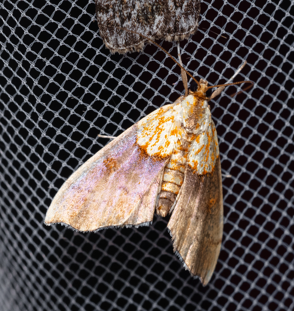 Agrotera nemoralis - ligeti tűzmoly