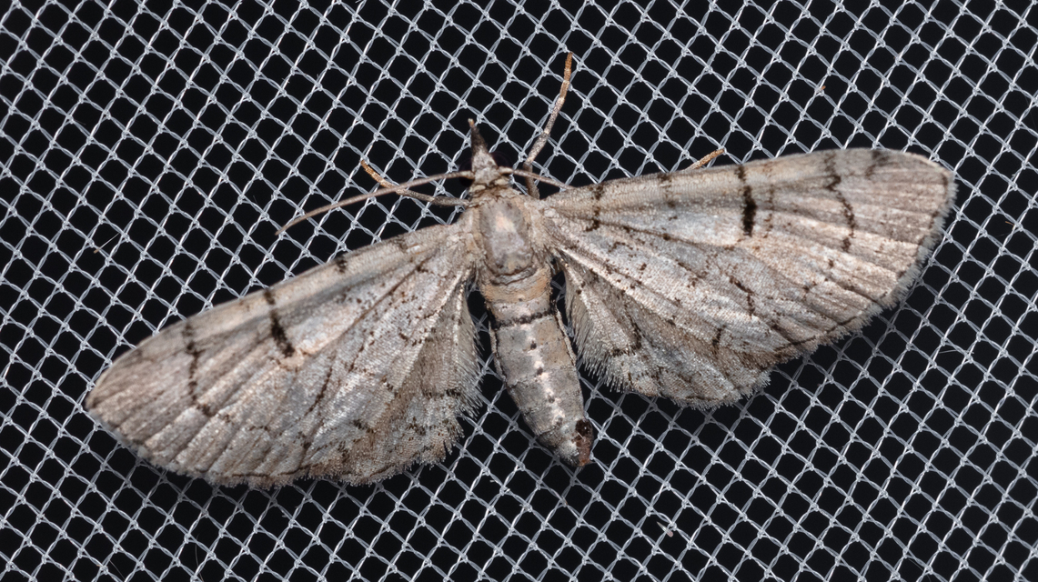 Eupithecia silenicolata - habszegfű-törpearaszoló
