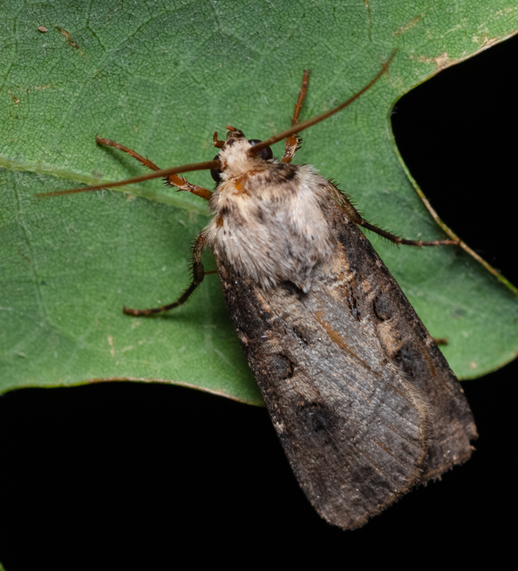 Agrotis clavis - zömök földibagoly