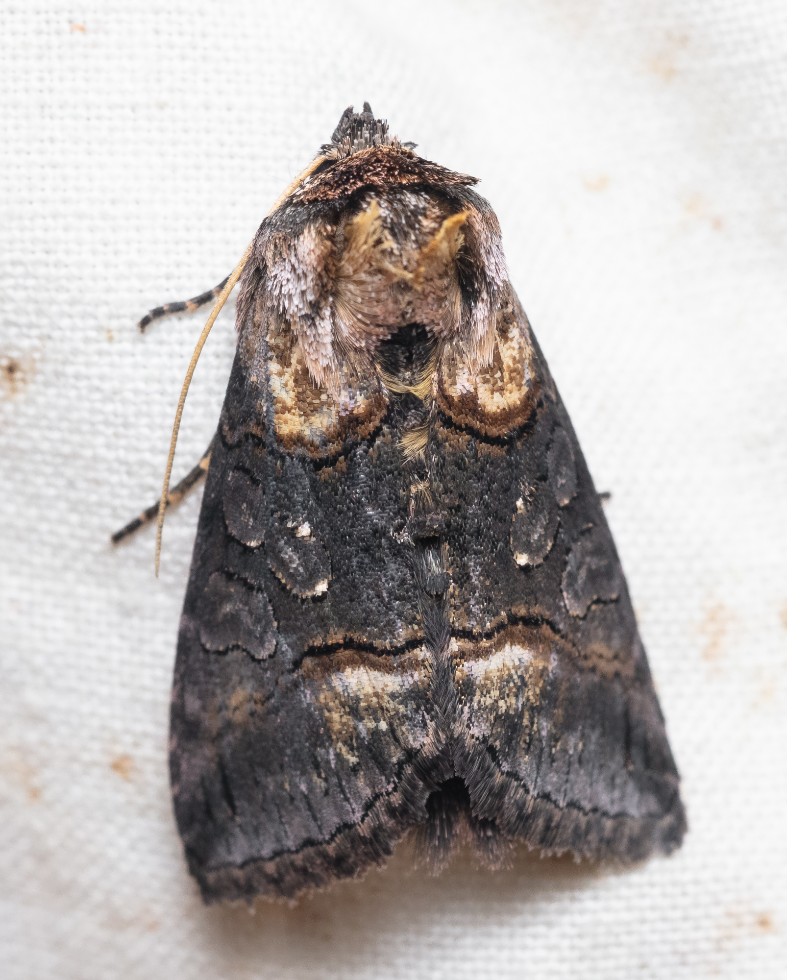 Abrostola asclepiadis - barnaövű csalánbagoly