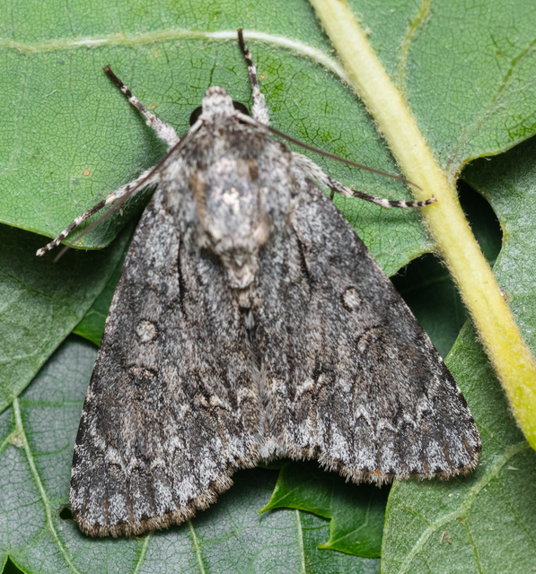 Acronicta aceris - vadgesztenye-szigonyosbagoly