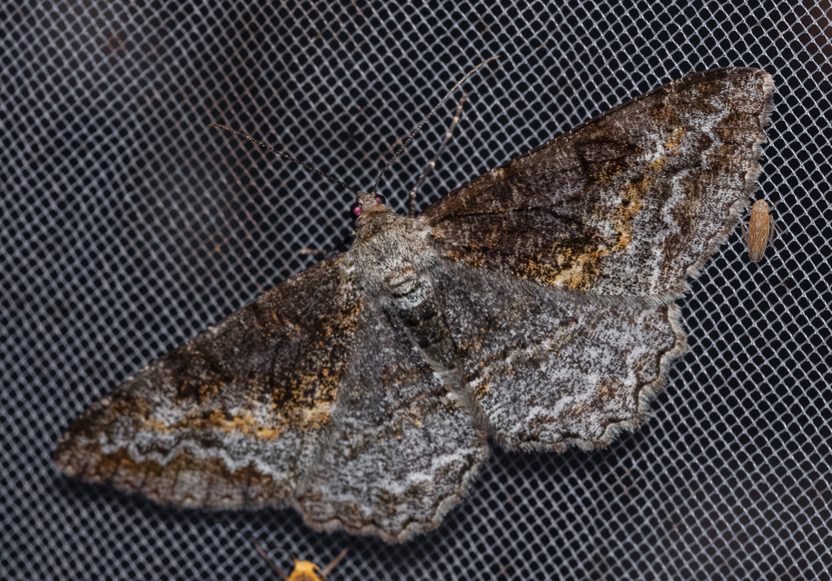Alcis repandata - foltos faaraszoló
