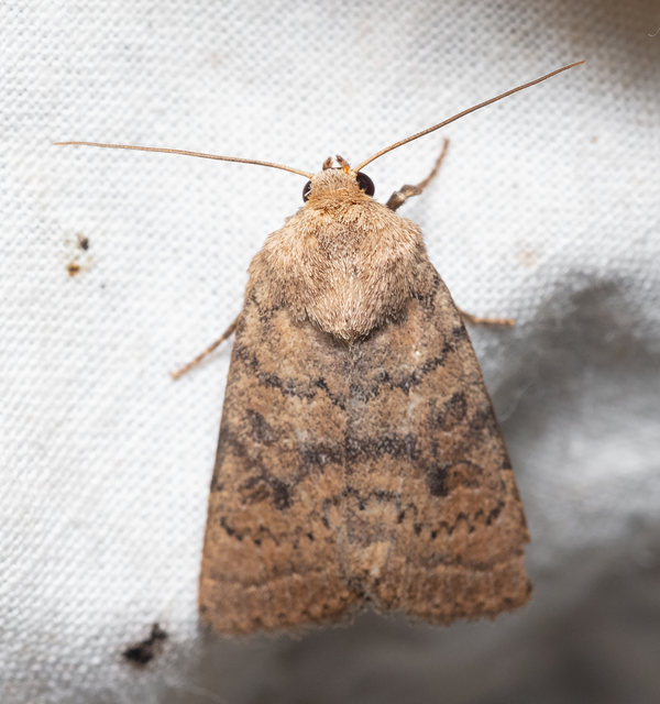 Hoplodrina octogenaria - barna selymesbagoly