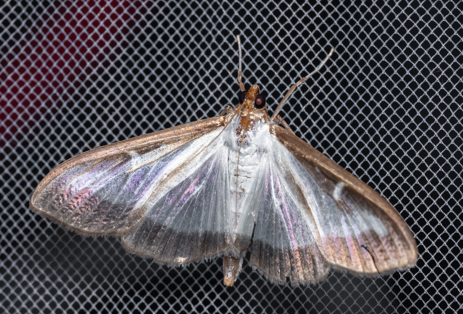 Cydalima perspectalis - puszpáng-tűzmoly