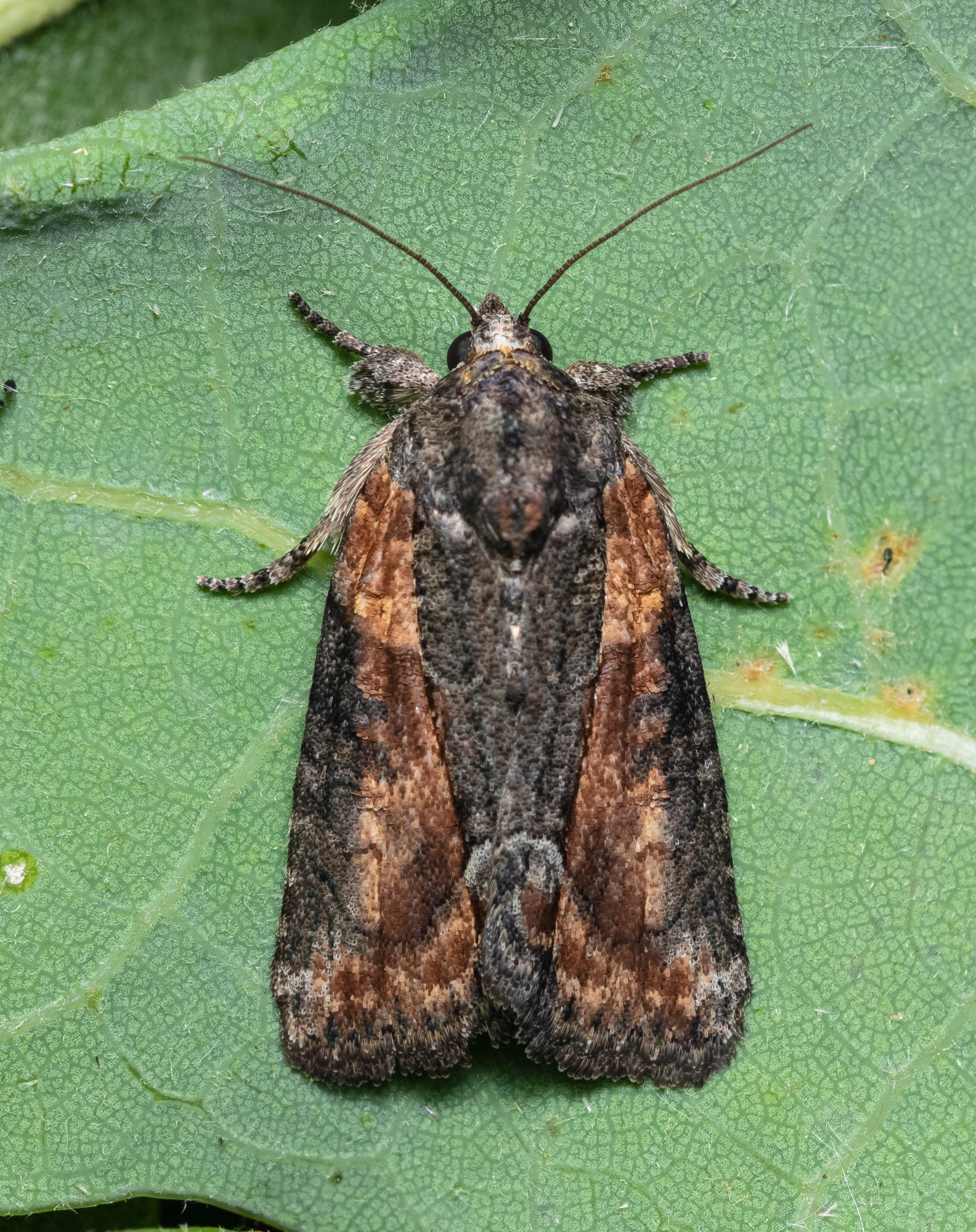 Bryophila felina - lappangó zuzmóbagoly