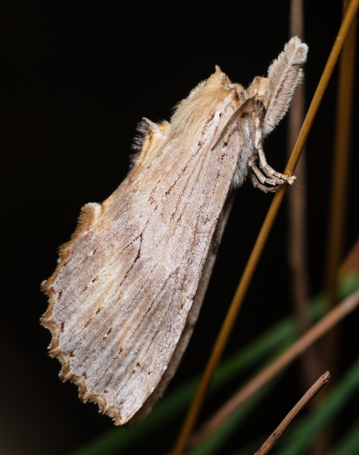 Pterostoma palpina - csőrös púposszövő