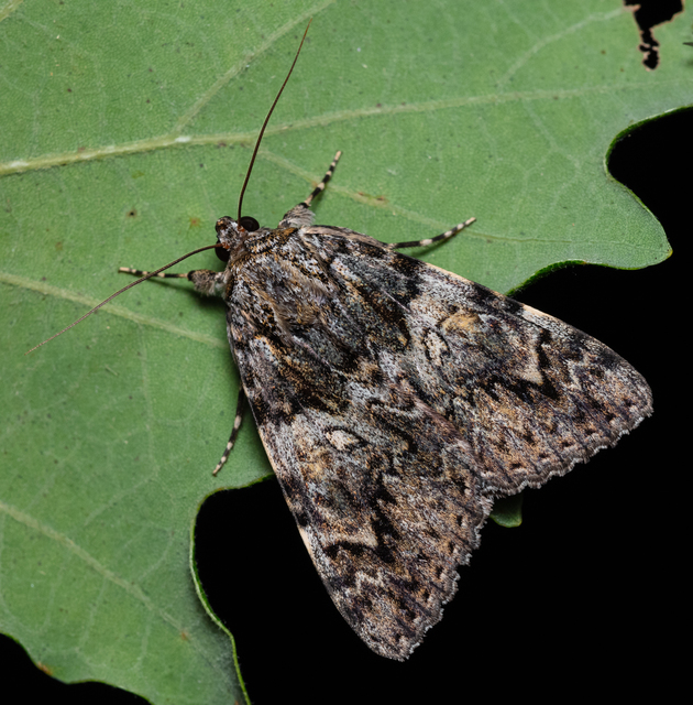 Catocala promissa - kis tölgyfa-övesbagoly