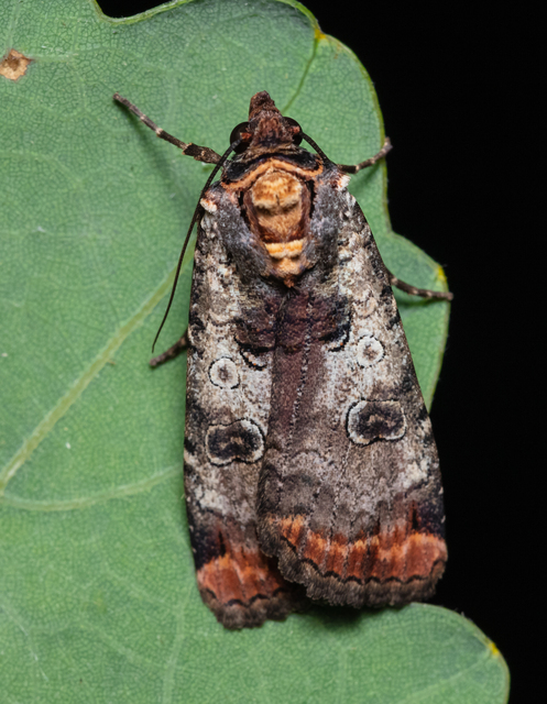 Epilecta linogrisea - karcsú sárgafűbagoly