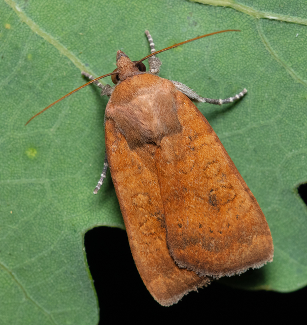 Noctua interjecta - zömök sárgafűbagoly