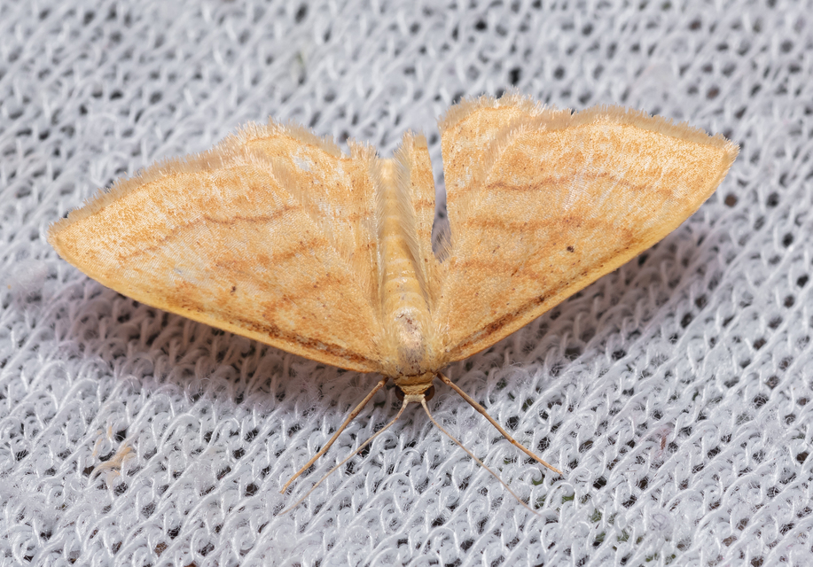 Idaea rufaria - vörhenyes sávosaraszoló