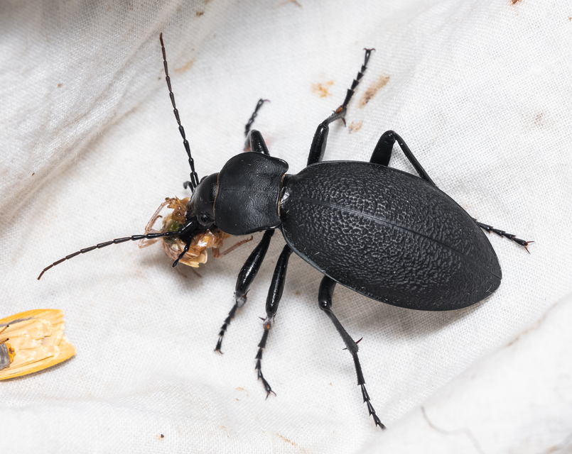 Carabus coriaceus - bőrfutrinka