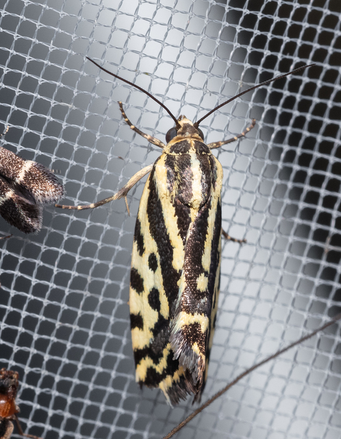 Emmelia trabealis - zebrabagoly