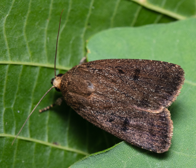 Amphipyra tragopoginis - bakszakállbagoly