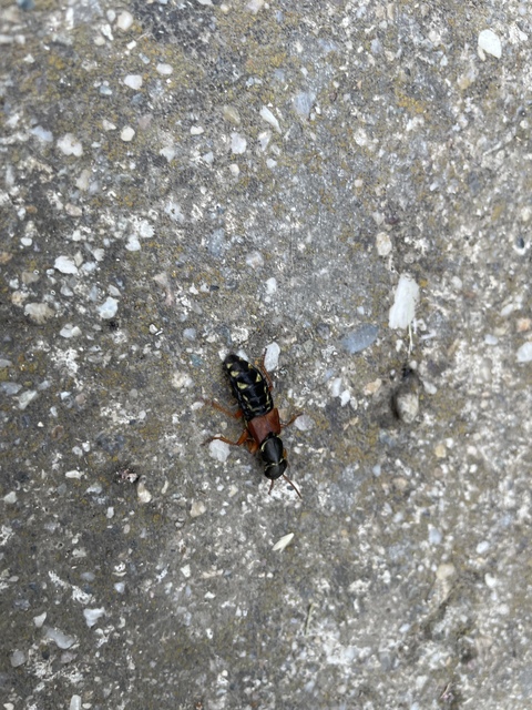 Staphylinus caesareus - aranysujtásos holyva
