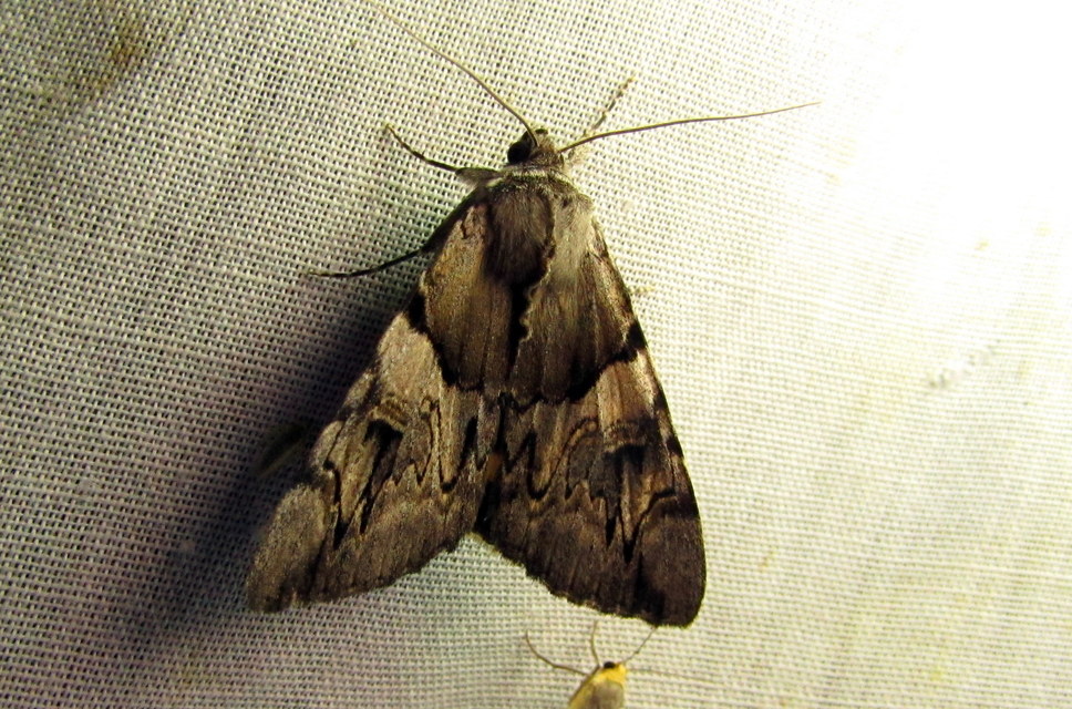 Catocala fulminea - galagonya-övesbagoly