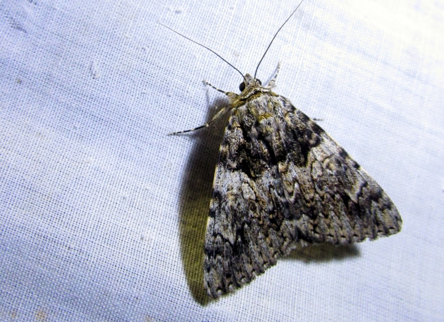 Catocala promissa - kis tölgyfa-övesbagoly