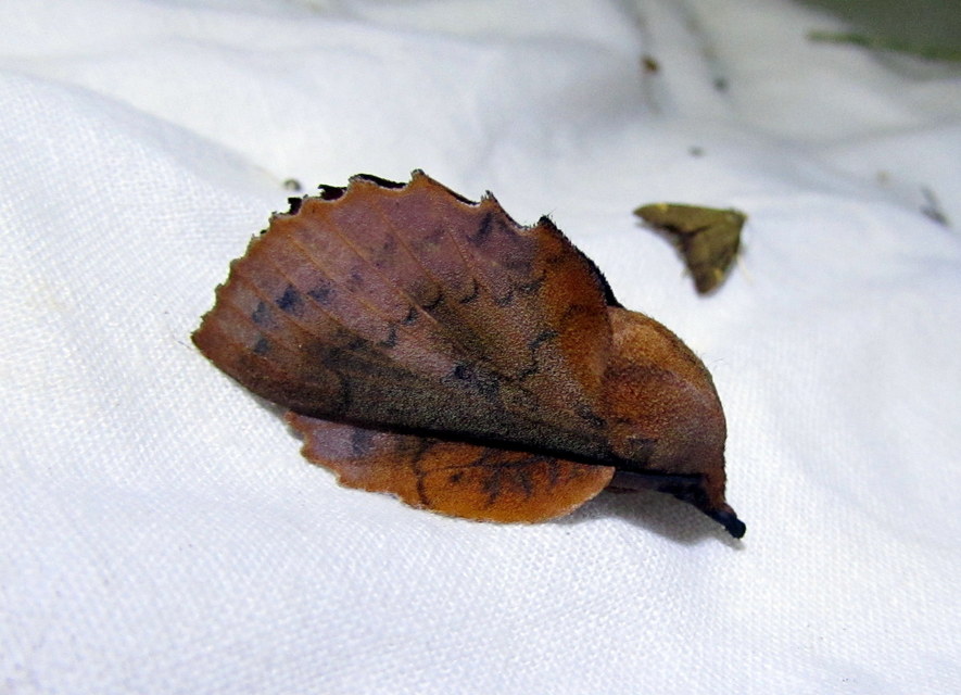 Gastropacha quercifolia - tölgylevélpohók