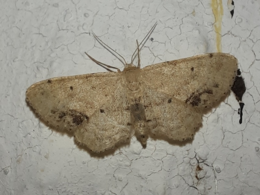Idaea dimidiata - gyakori apróaraszoló