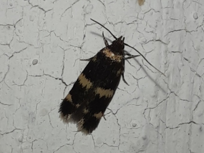 Oegoconia