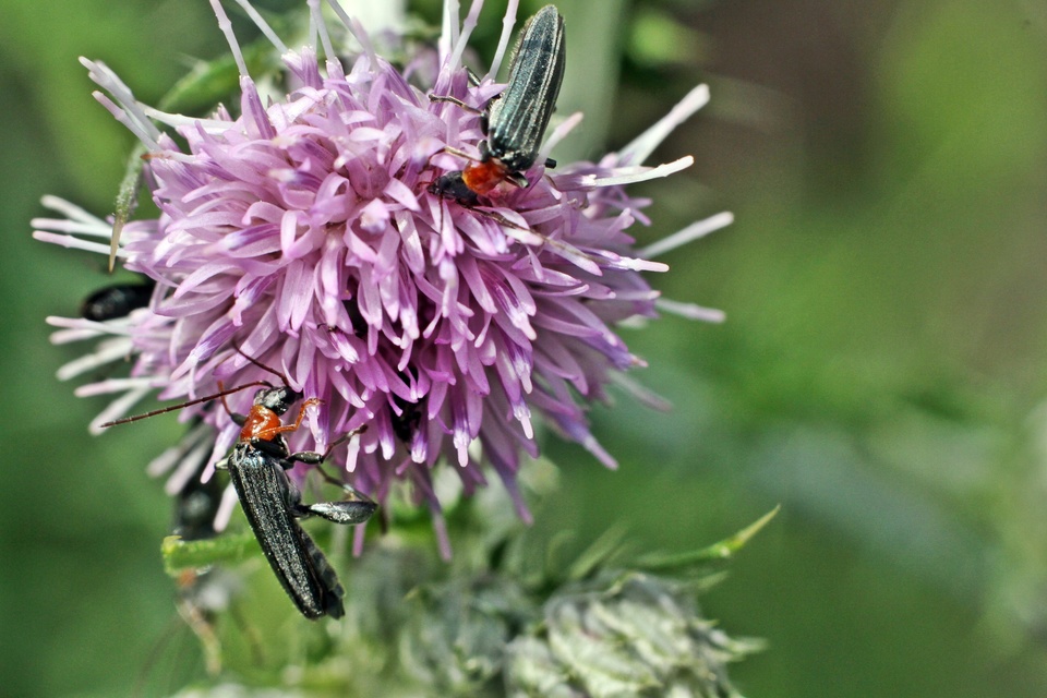 Oedemera croceicollis - pirostorú álcincér