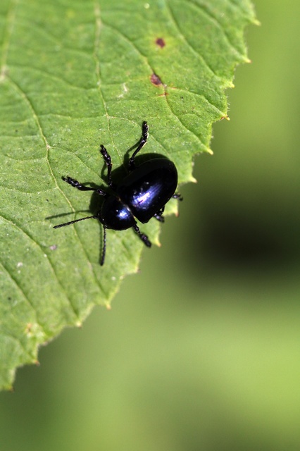 Chrysochus asclepiadeus - tündöklő méreggyiloklevelész