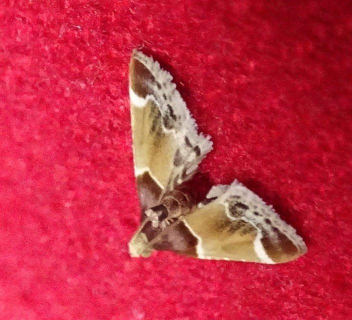Pyralis farinalis - lisztilonca