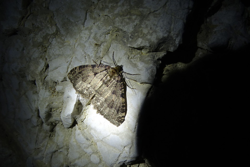 Triphosa dubitata - kutyabenge-araszoló