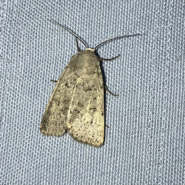 Hoplodrina respersa - bogáncs-selymesbagoly