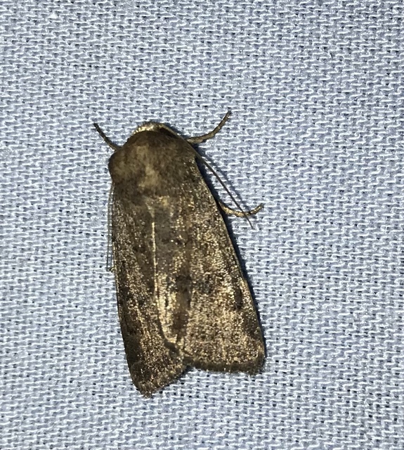Hoplodrina octogenaria - barna selymesbagoly